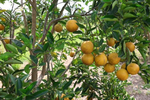 Araruama realiza o I ENCITROS, encontro que fortalece a citricultura regional