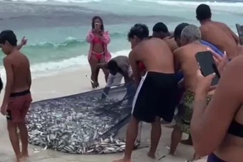 Fartura de sardinhas chama atenção e movimenta moradores em Arraial do Cabo