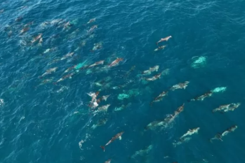 ESPETÁCULO RARO/ Mais de 300 golfinhos são avistados nadando com baleias-jubarte em Arraial do Cabo