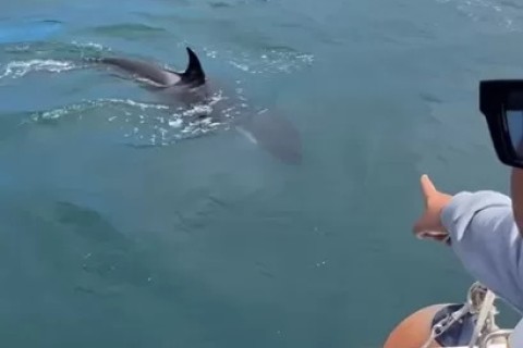 Família de orcas surpreende em Arraial do Cabo, mesmo durante o fim da temporada