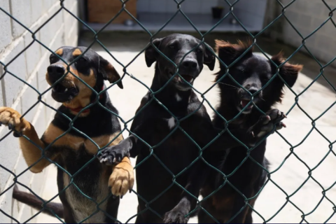 Canil Municipal de Cabo Frio ultrapassa marca de 10 mil castrações e amplia ações de proteção animal