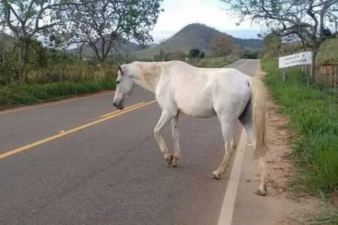 MPRJ recomenda medidas para retirada de animais soltos das ruas em Macaé