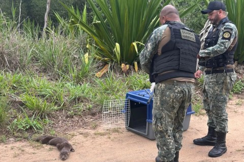 Guarda Civil realiza dois resgates de animais silvestres em Cabo Frio