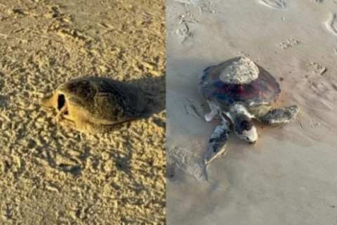 Duas tartarugas são encontradas mortas na Praia do Peró, em Cabo Frio