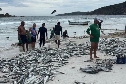 Pesca artesanal rende quatro toneladas de ubarana na Praia do Pontal, em Arraial do Cabo
