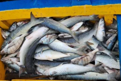 Pescadores artesanais de São Pedro da Aldeia poderão atualizar cadastro nesta sexta-feira (13)