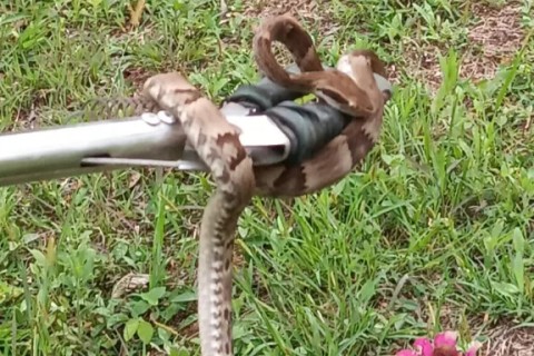 Guarda Ambiental de Iguaba Grande captura jararaca em telhado de residência no bairro Sapeatiba Mirim