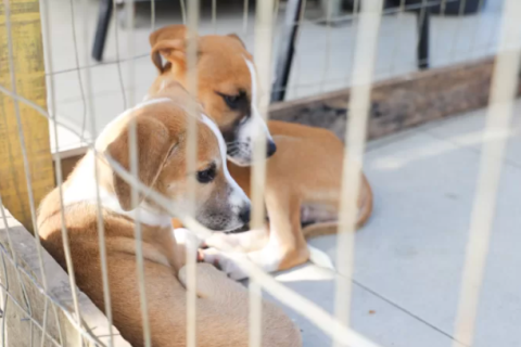 Rio das Ostras promove Feira de Adoção Animal nesta terça (15)