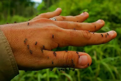 Tem mosquitos aí? Região dos Lagos registra aumento de mosquitos após período de chuvas