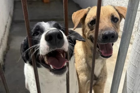 Araruama realiza feira de adoção de cães e gatos no início de fevereiro