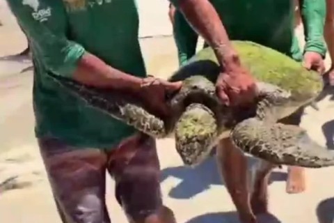 Tartaruga centenária é encontrada e devolvida ao mar por pescadores em Arraial do Cabo