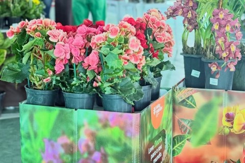 Araruama recebe a Exposição Flores de Holambra: um espetáculo de cores, aromas e encantos da natureza