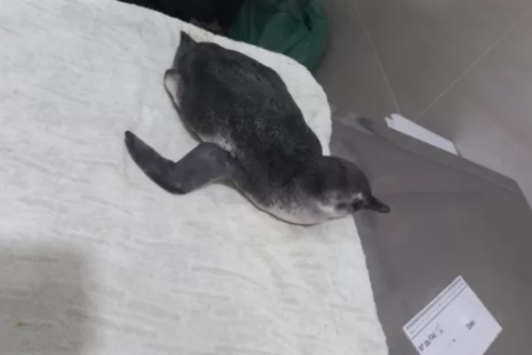 Em busca de comida e águas calmas, pinguim é encontrado na Lagoa de Araruama