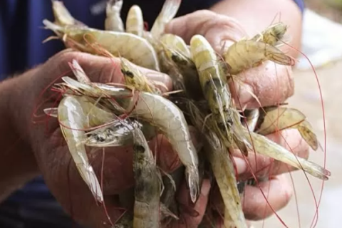 Defeso do camarão começa na Lagoa de Araruama nesta quarta-feira (1)