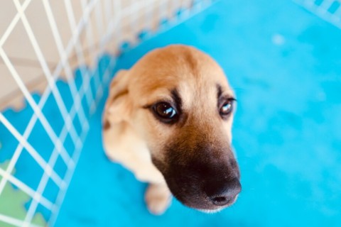 Feira de Adoção Animal será realizada neste sábado (11) em Cabo Frio