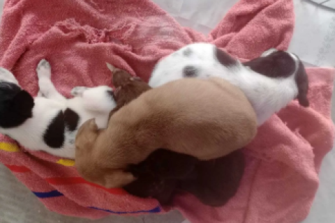 Feira semanal incentiva adoção responsável de cães e gatos em São Pedro da Aldeia