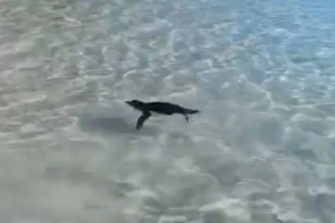 Tentativa de proteger pinguim na Praia Grande quase termina em briga em Arraial
