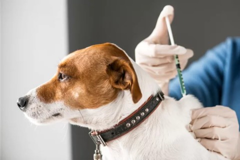 São Pedro da Aldeia realiza Campanha de Vacinação Antirrábica com mutirões em diversos bairros