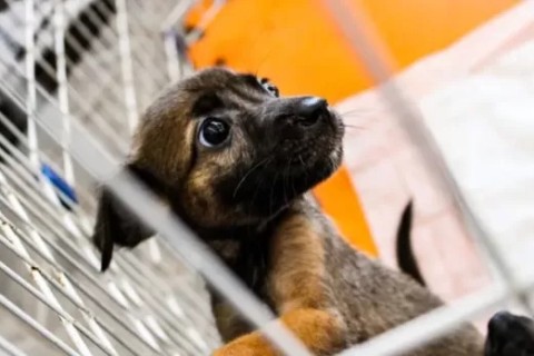 Última feira de adoção de cães e gatos do ano acontece neste sábado (20) no Centro de Cabo Frio