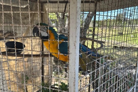 Inea resgata mão-pelada e arara Canindé durante fiscalização realizada em Cabo Frio