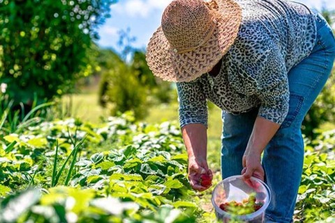 Araruama recebe 7ª edição do Programa Agricultura Social neste sábado