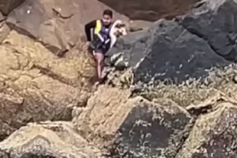 Cão idoso é resgatado em pedra por marinheiros em Arraial do Cabo e agora busca um lar