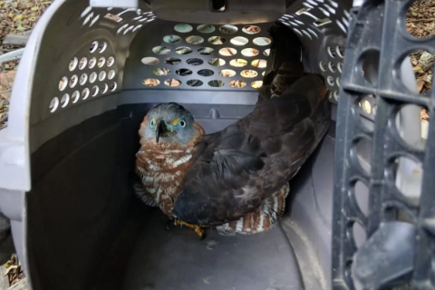 Resgate de animais é realizado no Jardim Caiçara, em Cabo Frio