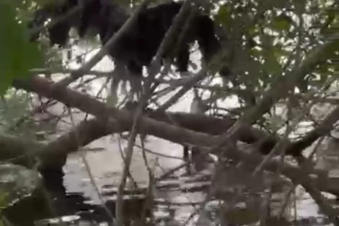 Jacaré surge durante resgate de gavião ferido em Búzios