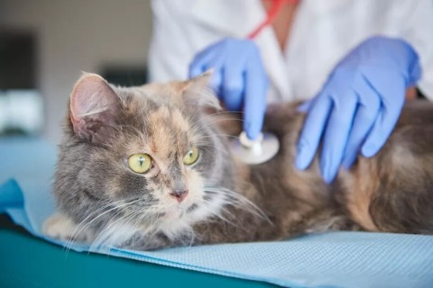 Nova edição do “Social Pet” acontece neste sábado (31), em São Pedro da Aldeia