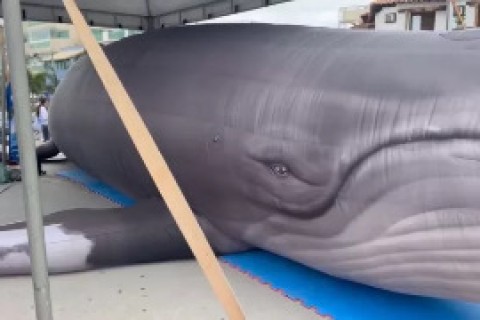 Baleia inflável gigante marca abertura da temporada em Arraial; cetáceos já foram vistos no mar