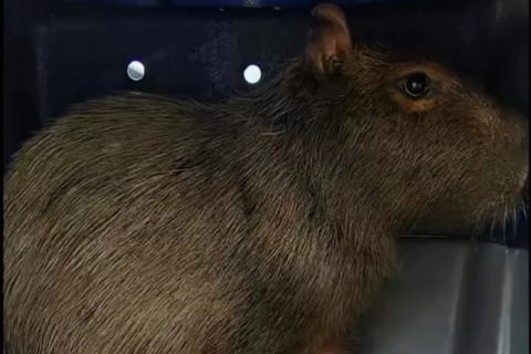 Capivara é resgatada em quintal de residência em Cabo Frio e devolvida ao habitat natural
