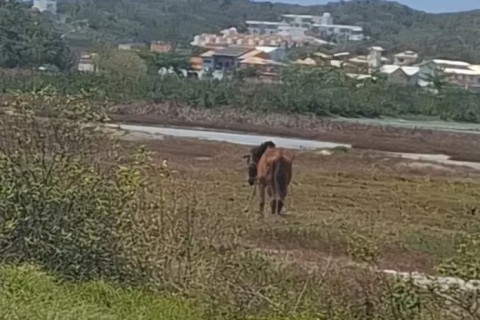 Cavalo é encontrado amarrado e sem água sob o sol na estrada que leva à Praia do Peró, em Cabo Frio
