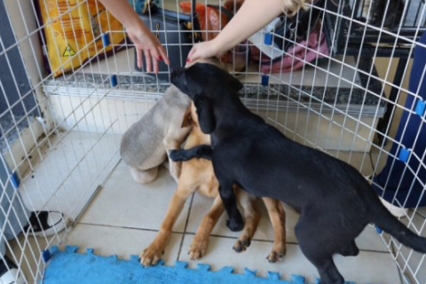 Prefeitura de Cabo Frio promove Feira de Adoção Animal neste sábado (20)