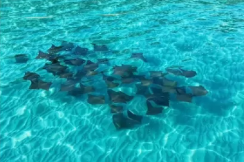 Arraias encantam moradores e turistas na Praia Grande nesta manhã em Arraial