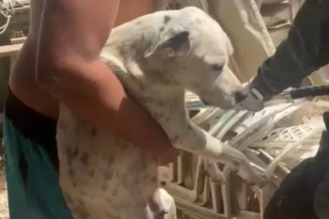 Homens são presos por maus-tratos a animais em Cabo Frio