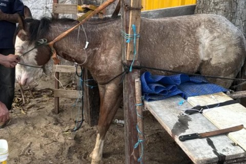 Cavalo é salvo em Cabo Frio após união de moradores, veterinários e empresário