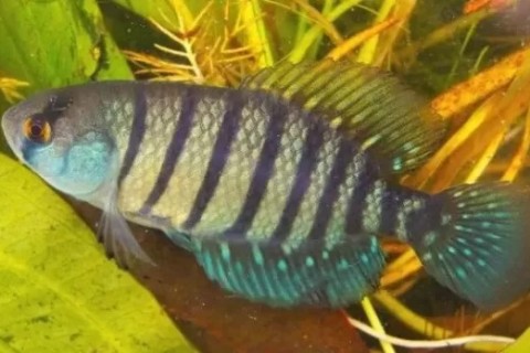 Cabo Frio recebe expedição de conservação de peixes rivulídeos ameaçados de extinção