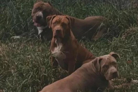 Vizinhos relatam abandono de oito cães em casa no Peró, em Cabo Frio; animais estão há dias sem assistência, dizem os relatos