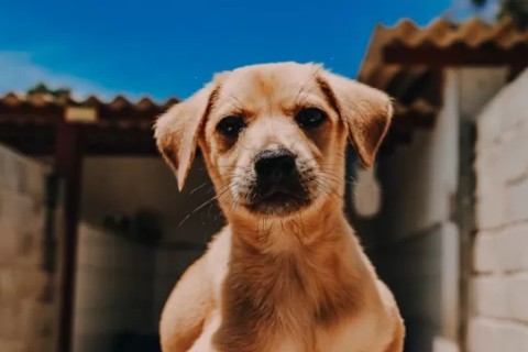 Feira de adoção de animais será realizada neste sábado (8) em Cabo Frio