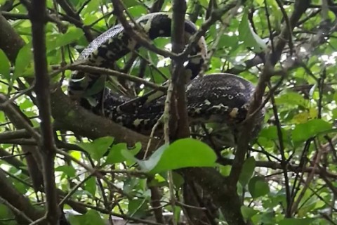 Guarda Civil Municipal registra ações de segurança, resgate ambiental e apoio à população em Cabo Frio