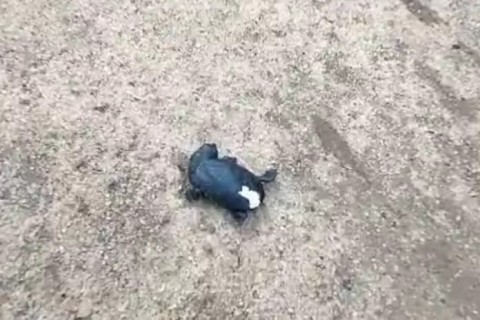 Tartaruguinha nasce em área de proteção ambiental e chama atenção em Búzios