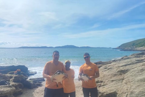 Guarda Civil resgata tartarugas-marinhas presas em rede de pesca em Cabo Frio