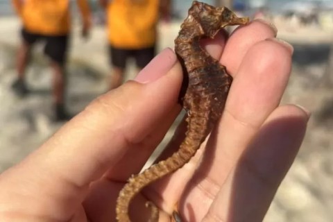 Cavalo-marinho raro é encontrado em Cabo Frio e encaminhado para estudo científico