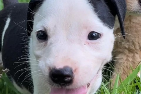 Rio das Ostras promove feira de adoção animal neste sábado (20)