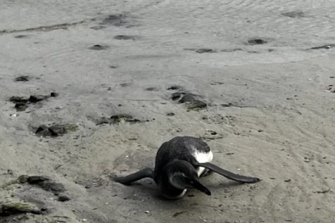 Pinguim debilitado é resgatado por agentes da Guarda Civil na Praia do Forte, em Cabo Frio