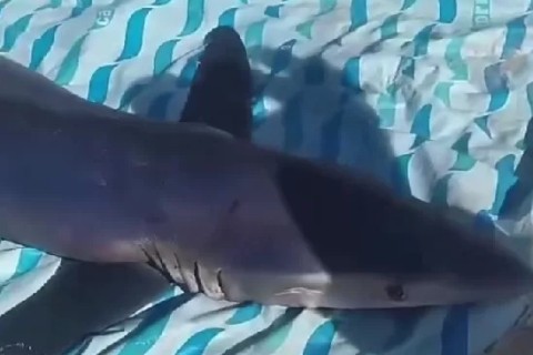 Aparição de tubarão em Praia Seca surpreende pescadores e moradores de Araruama