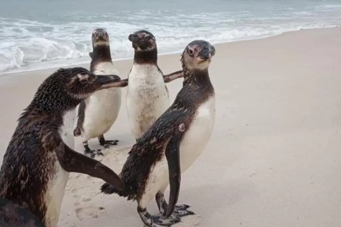 Primeiro pinguim da temporada 2025 é resgatado na Praia Grande, em Arraial do Cabo