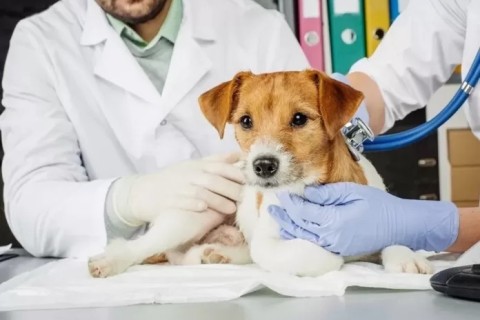 Búzios realiza cadastro para castração de cães e gatos em São José