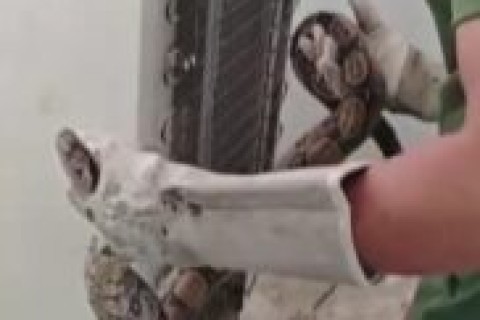 Guarda Ambiental de Saquarema resgata jiboia encontrada em eletrodoméstico em Jaconé