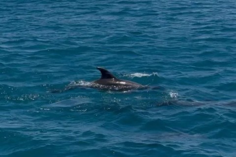Golfinhos encantam turistas em Arraial do Cabo com passeio pela Praia Grande